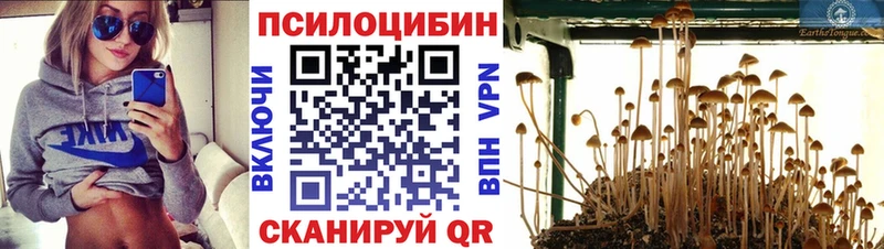 Псилоцибиновые грибы Cubensis  Исилькуль 